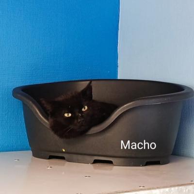 Mario en Macho